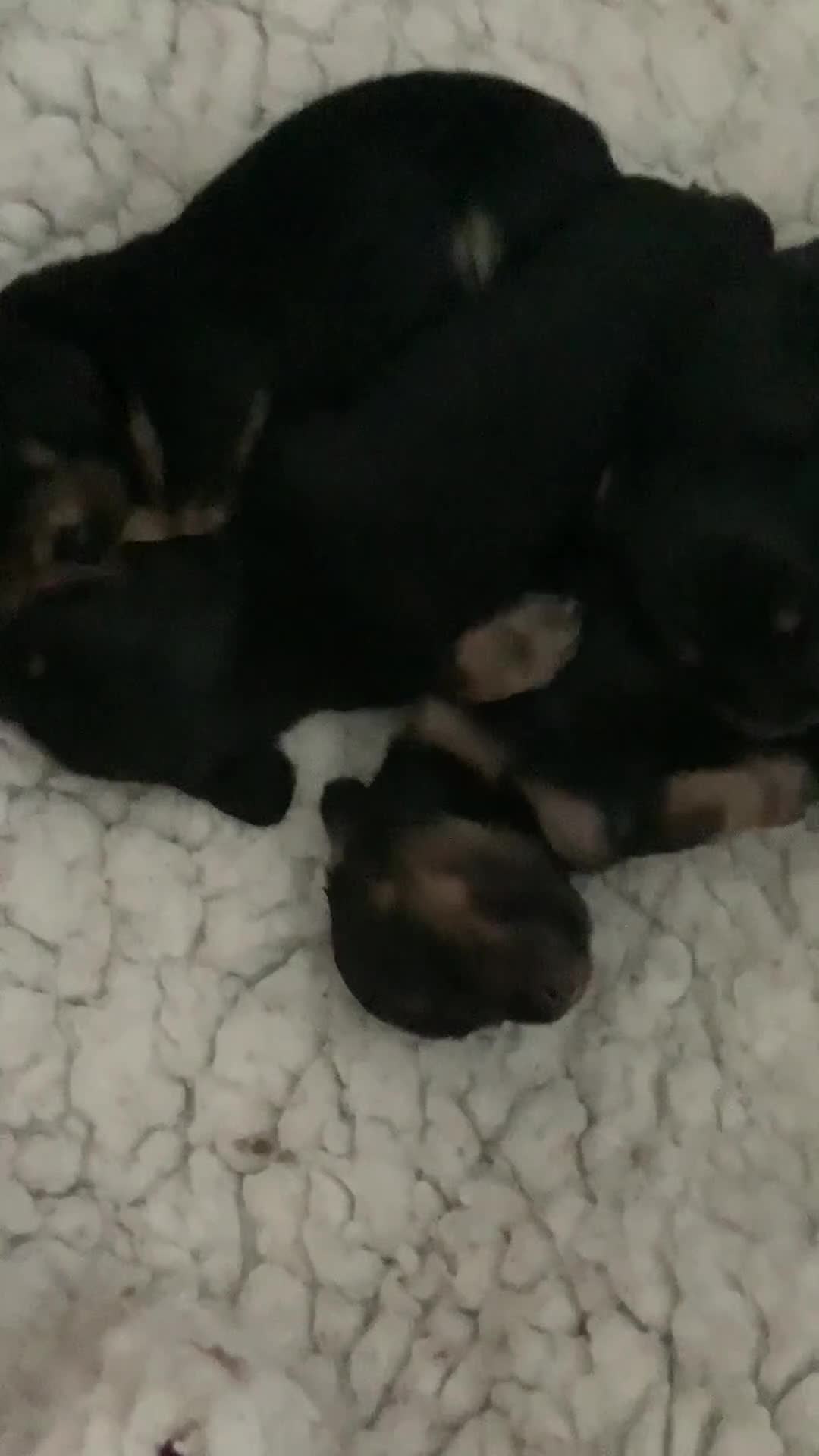 Dachshund dogs for sale: Only 3 left PETITE long haired miniature kc reg - Video 2