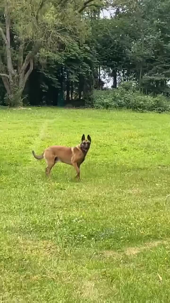 Belgian Shepherd Dog dogs for stud: Belgian Malinois Stud | KC & KNPV Lines  - Video 5