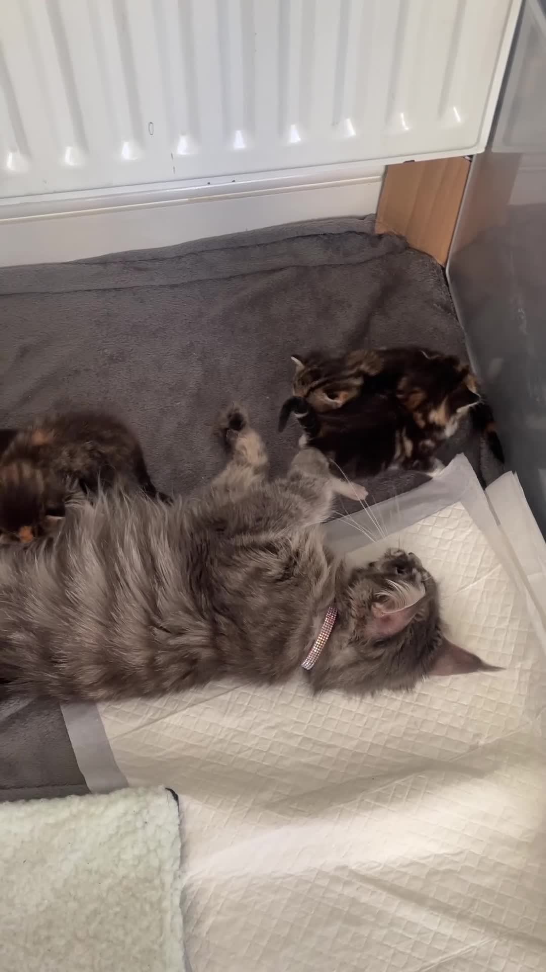 Maine Coon cats for sale: Mainecoon Cross  - Video 5