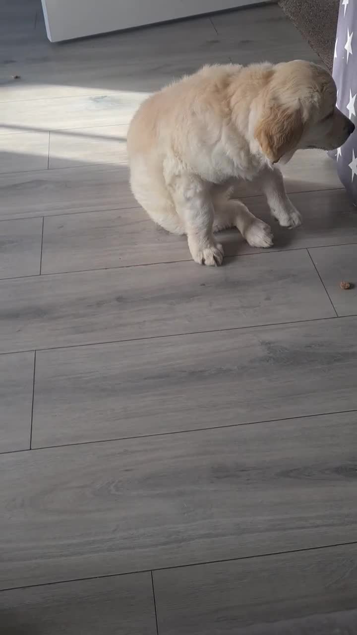 Golden Retriever dogs for sale: Golden retriever puppy - Video 1