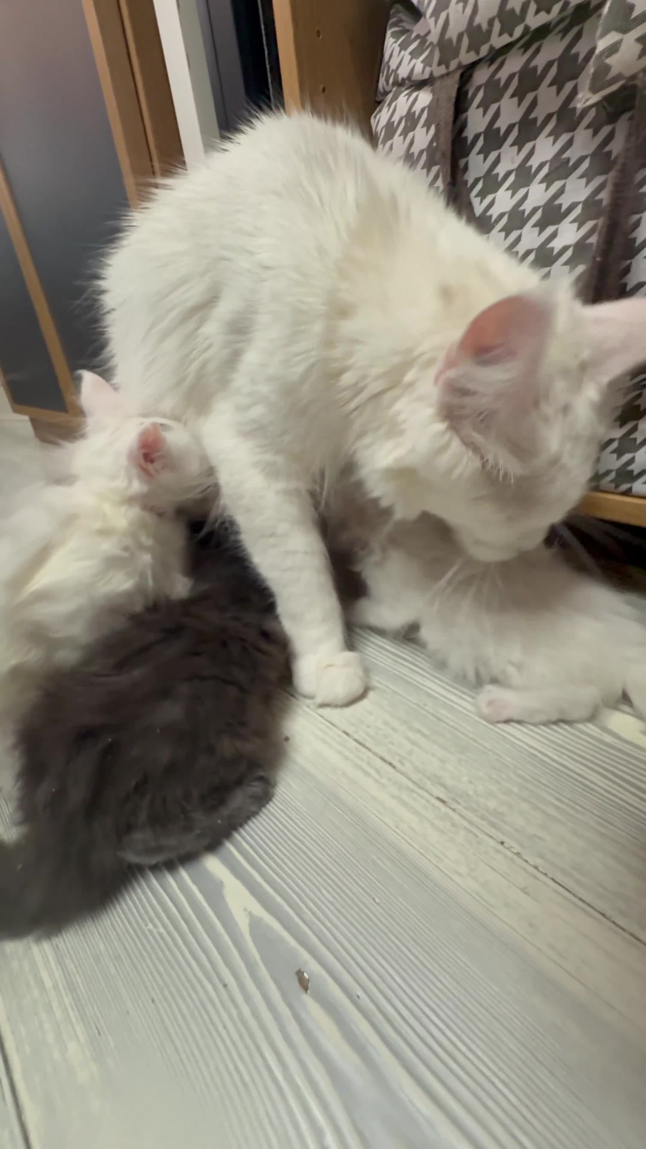 Maine Coon cats for sale: TICA Maine Coon Russian - Video 1