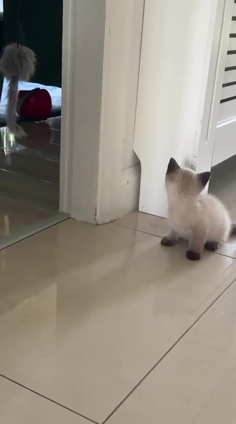 Mixed Breed cats for sale: Handsome Ragdoll mix Kitten - Video 2