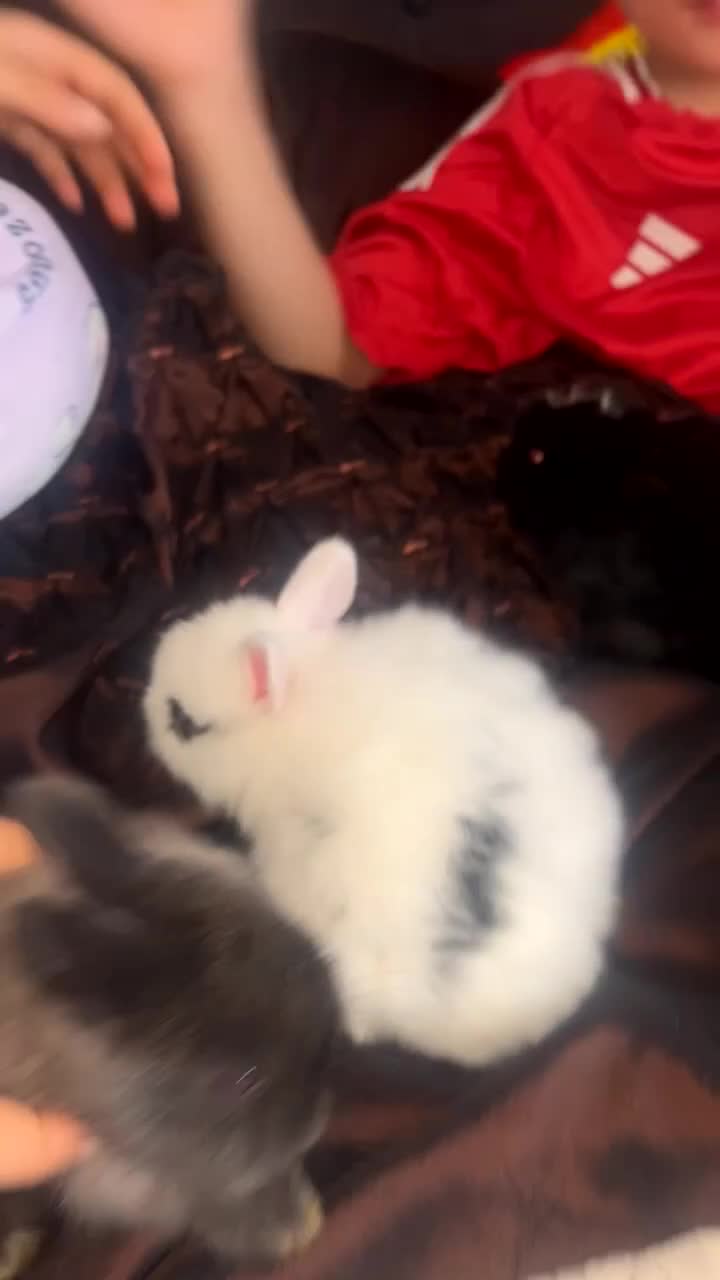 Mixed Breed rabbits for sale: Rabbits in Heywood - Video 2