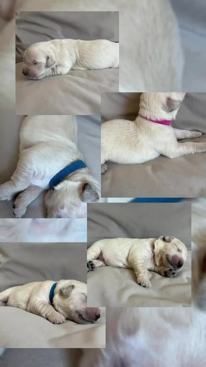 Golden Retriever dogs for sale: BEAUTIFUL KC REG SHOW GOLDEN RETRIEVER PUPPIES - Video 2