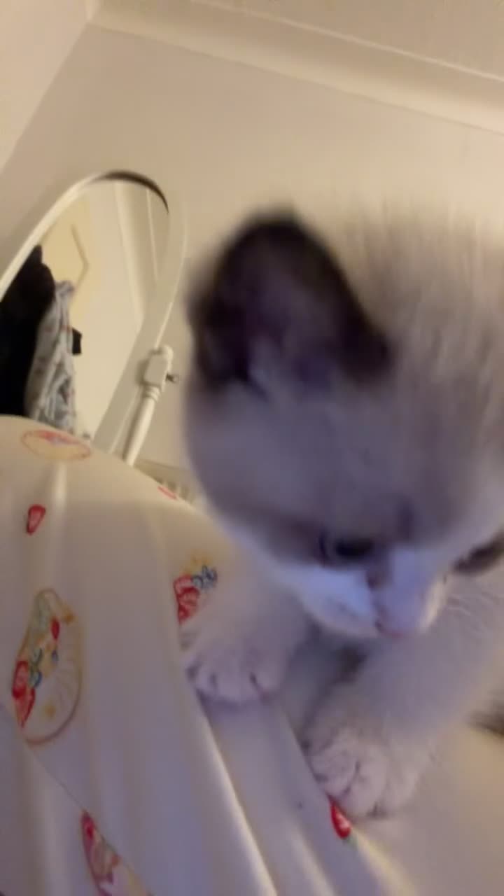 Mixed Breed cats for sale: Mixed breed - Video 2