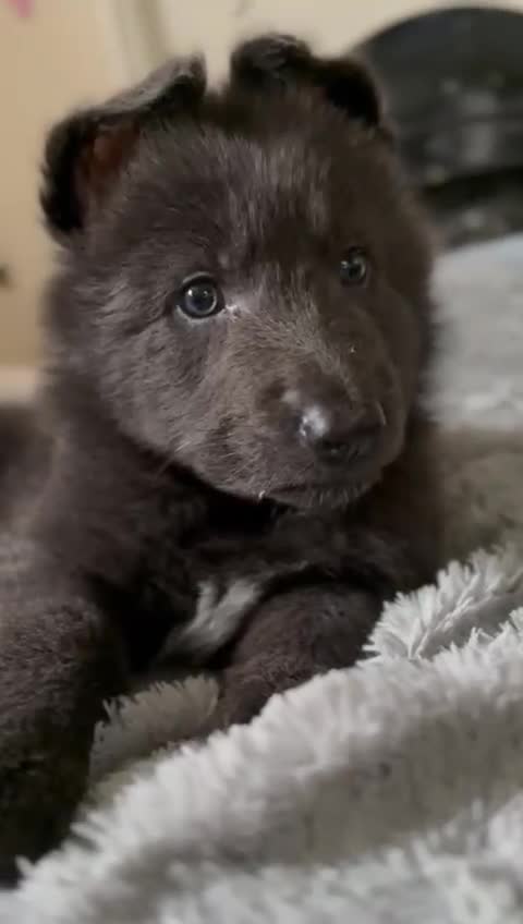 German Shepherd dogs for sale: 6 beautiful long haired German Shepards for sale! - Video 4