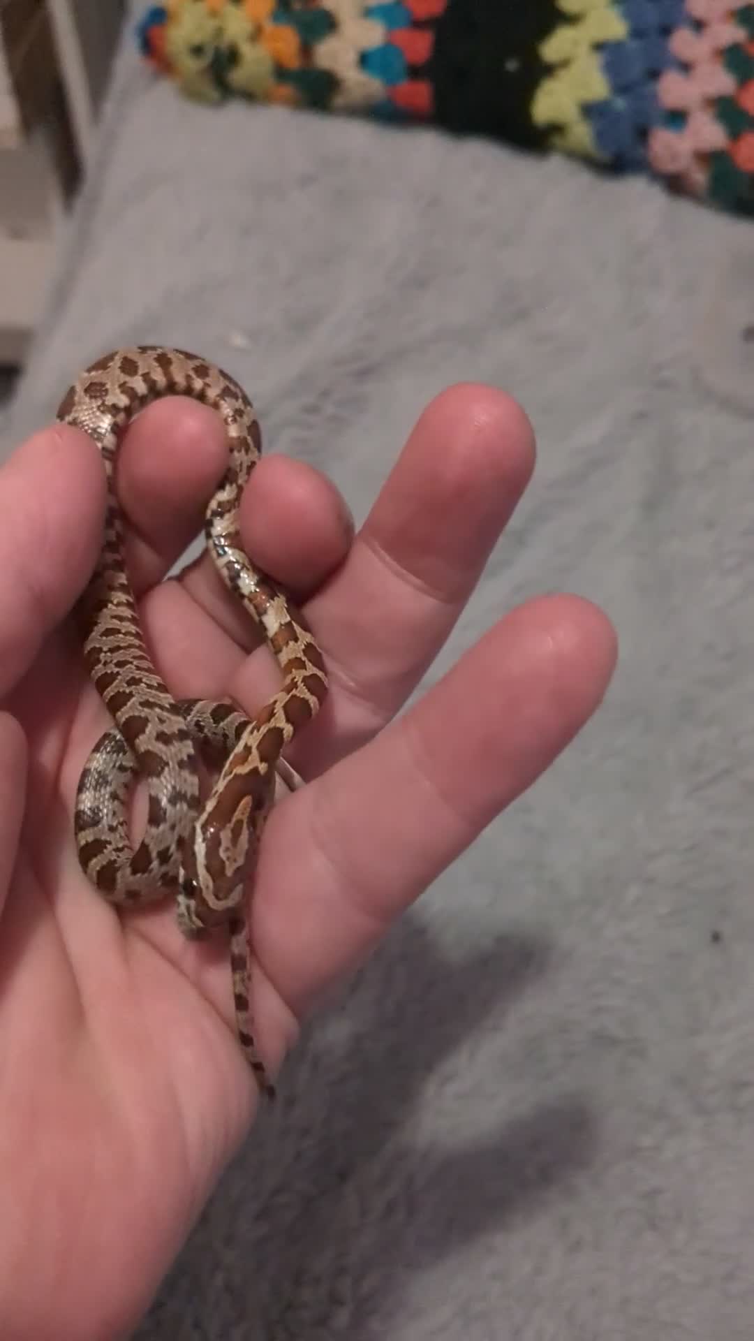 Corn Snake reptiles for sale: Baby cornsnakes x2 - Video 1