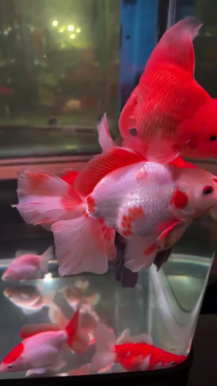 Fancy Goldfish fish for sale: Thai pleated goldfish - Video 2