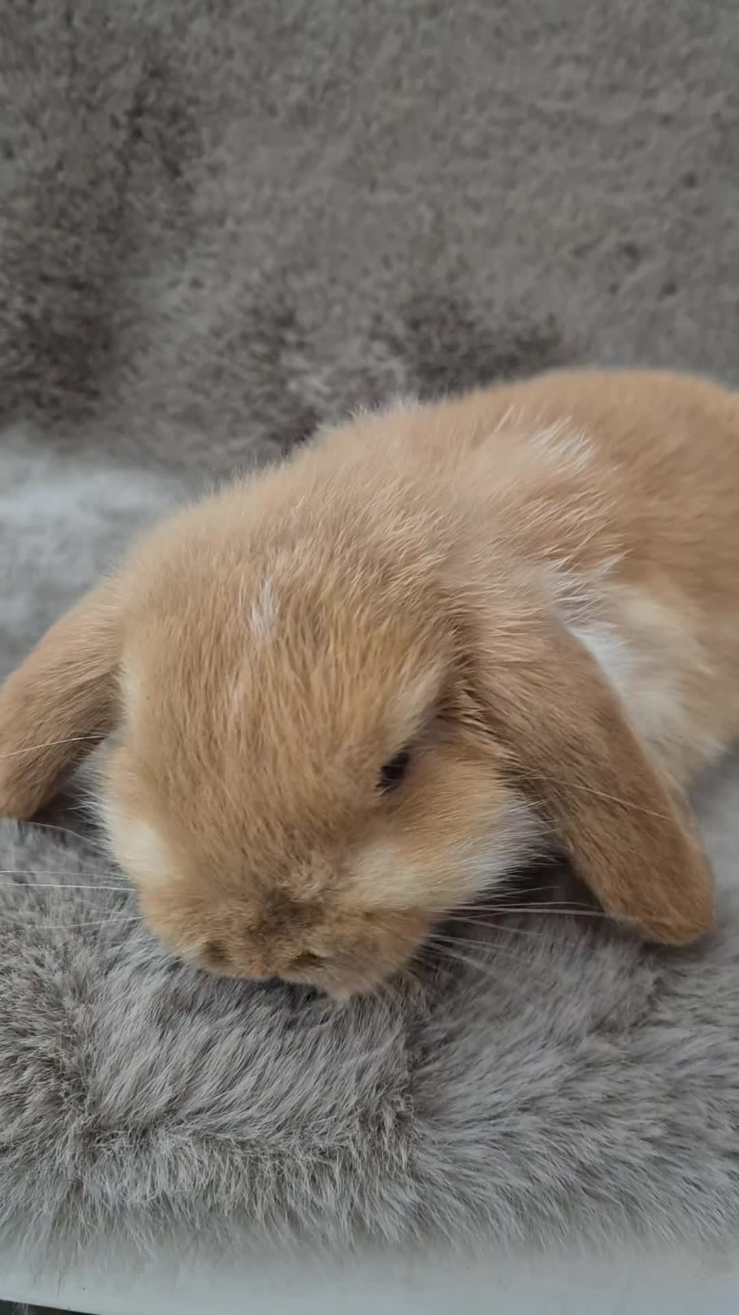 Mini Lop rabbits for sale: Mini lop for sale - Video 1