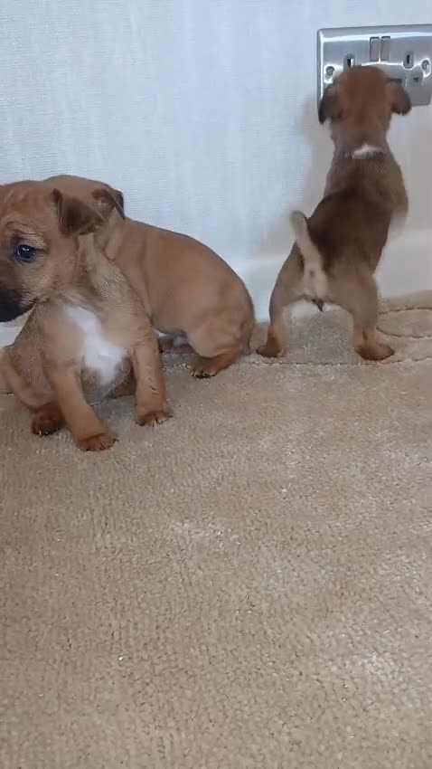 Border Terrier dogs for sale: Stunning border terrier puppies  - Video 2