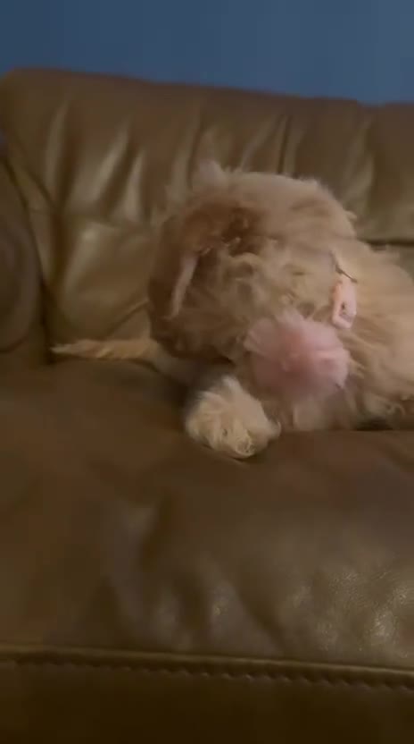 Cavapoo dogs for sale: Beautiful F2 cavapoo girls  - Video 2