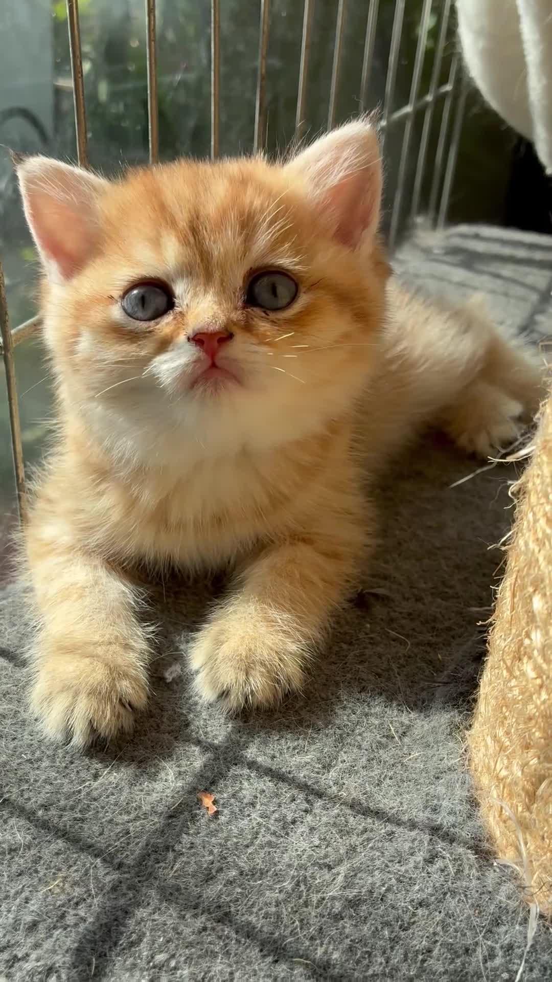 British Shorthair cats for sale: Gorgeous Pure breed golden British shorthair  - Video 1
