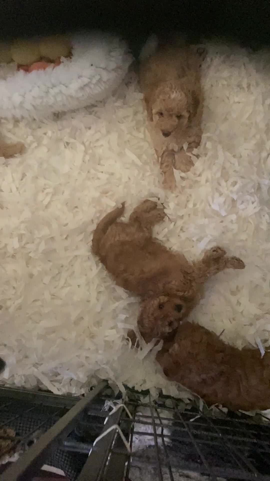Cockapoo dogs for sale: 🐶Ready 23rd July🐶 Toy and min cockapoo F1bb. - Video 3