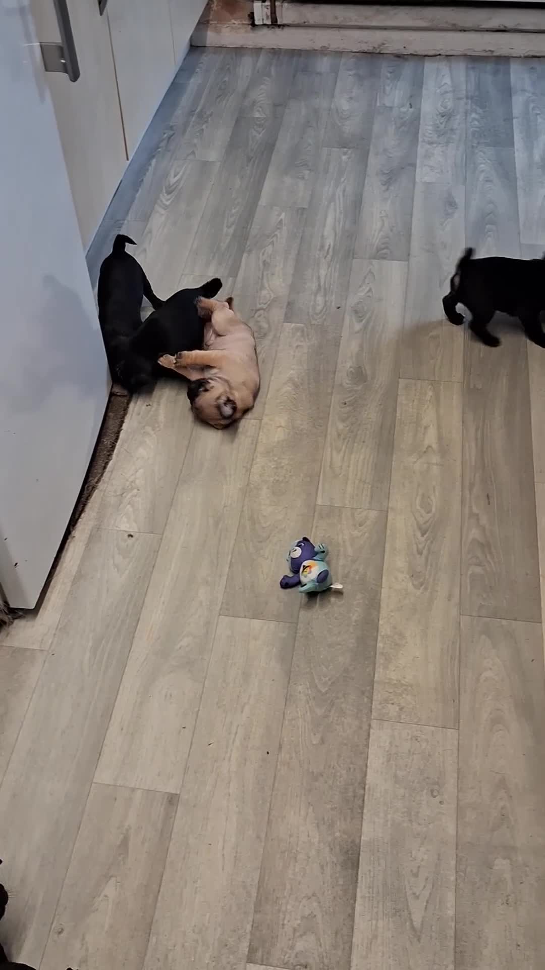 Pug dogs for sale: 5 adorable pug puppies for sale  - Video 2