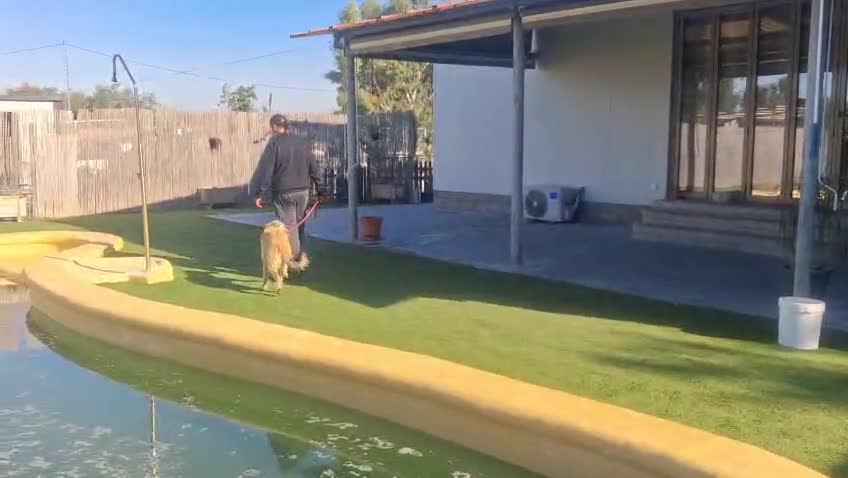 Mixed Breed dogs for adoption: Urgent Now 🚨 Please offer Ricky a home 🏠  - Video 1