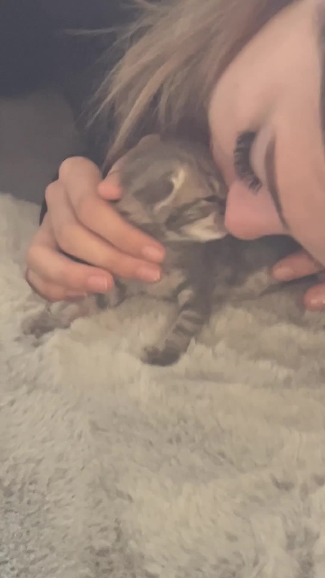 Domestic Shorthair cats for sale: Tabby female kitten  - Video 1