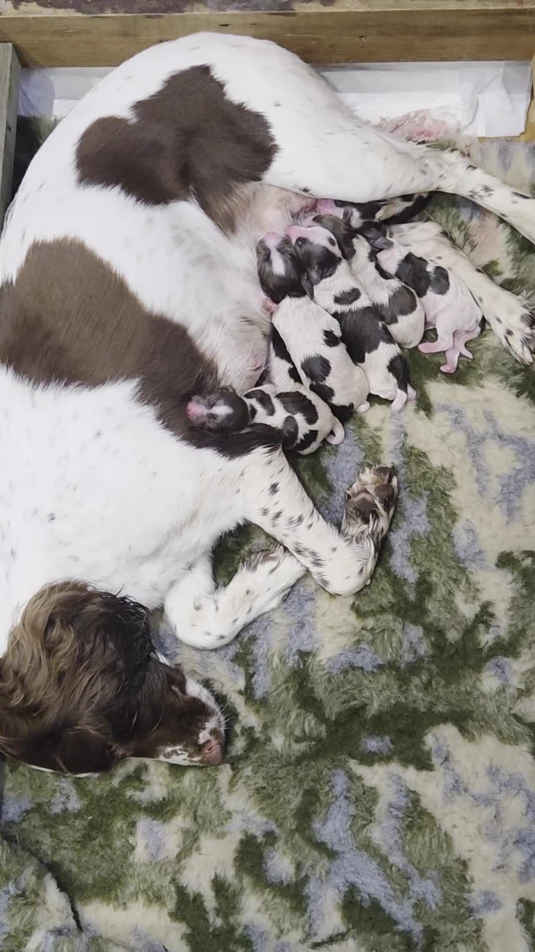 Sprocker dogs for sale: Beautiful littler of L&W sprocker puppies  in Lostwithiel - Video 2
