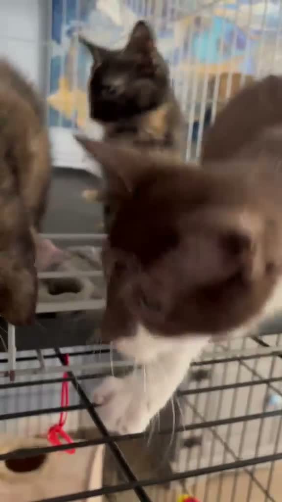 Domestic Shorthair cats for adoption: Adorable Kittens - Adopt Cats in Crisis East Ldn - Video 1