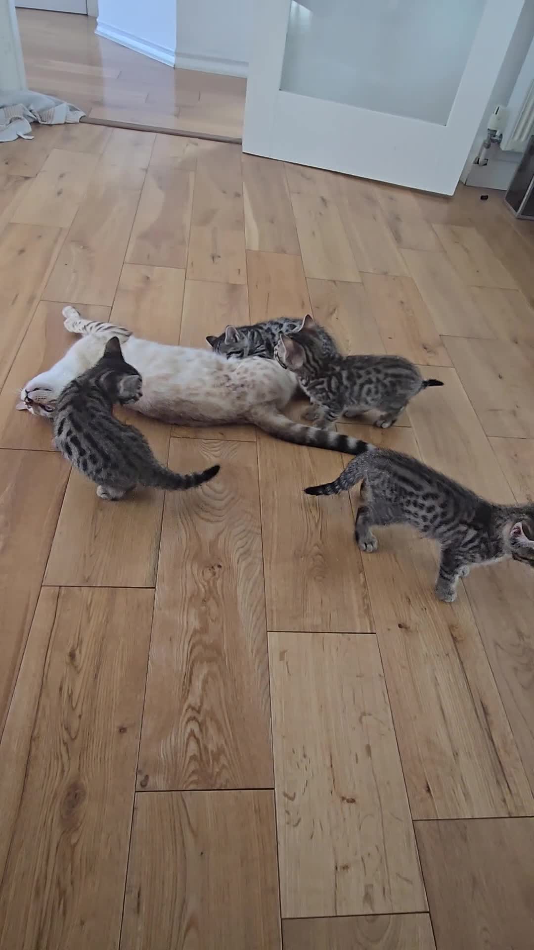 Bengal cats for sale: Half bengal kittens  - Video 1