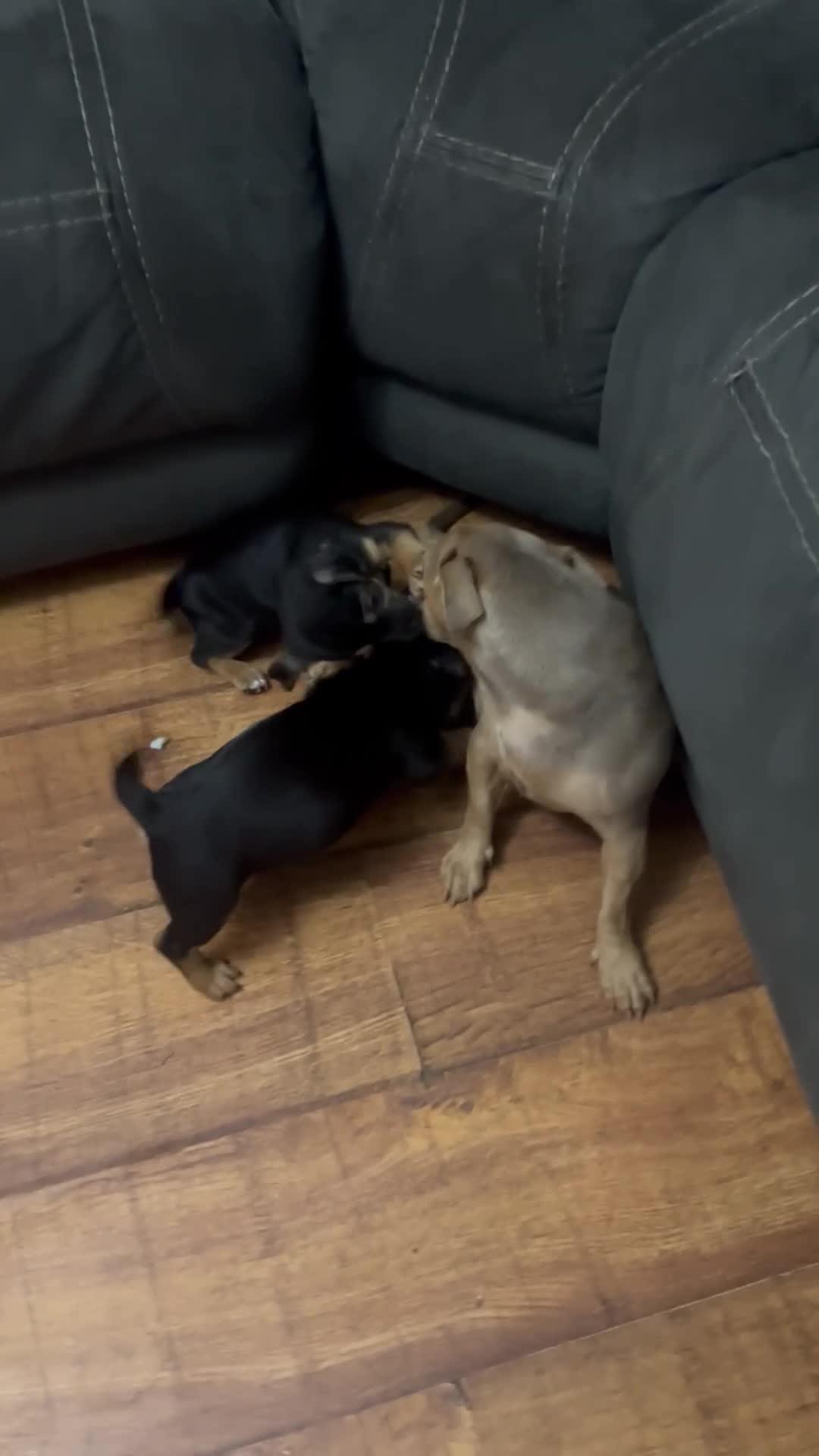 Jack Russell dogs for sale: Two beautiful pups looking for their forever homes - Video 1