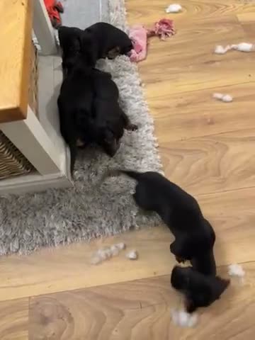 Dachshund dogs for sale: Dachshund puppies - Video 2