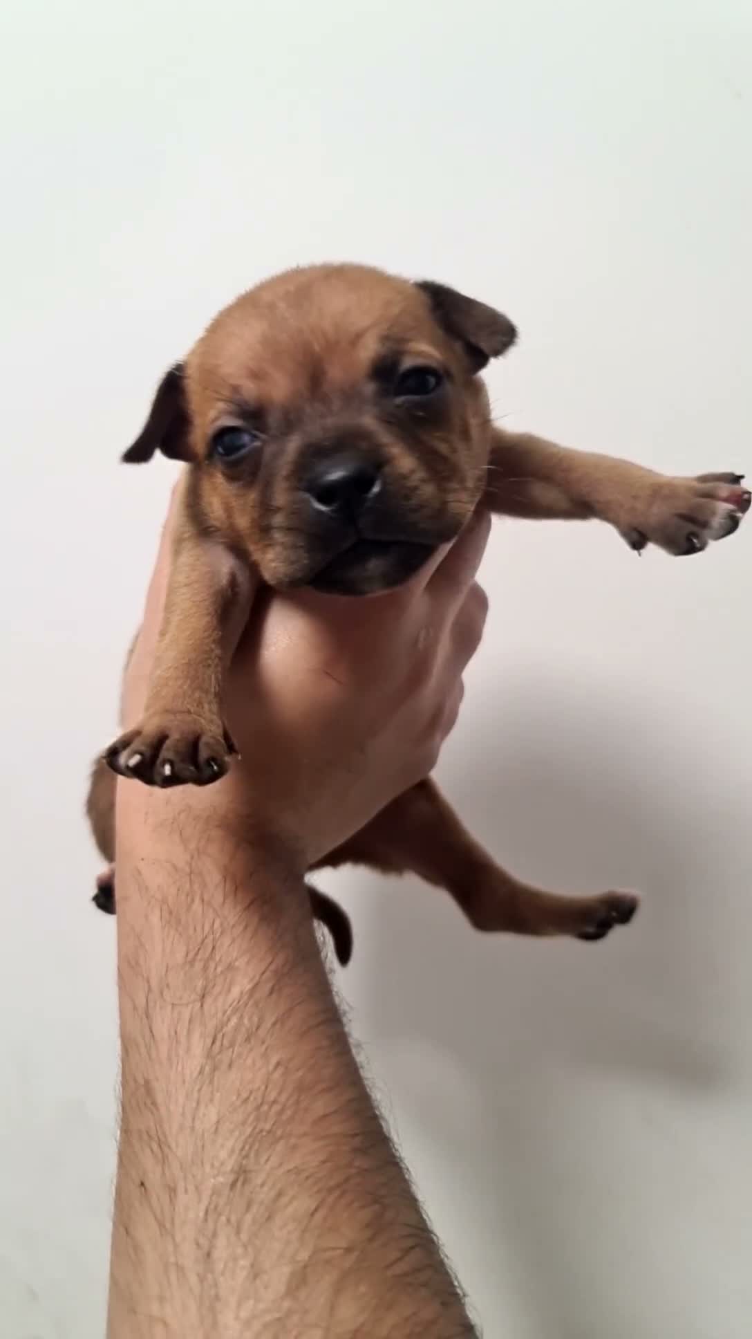 Staffordshire Bull Terrier dogs for sale: Amazing Rainbow litter of Puppy's  - Video 3