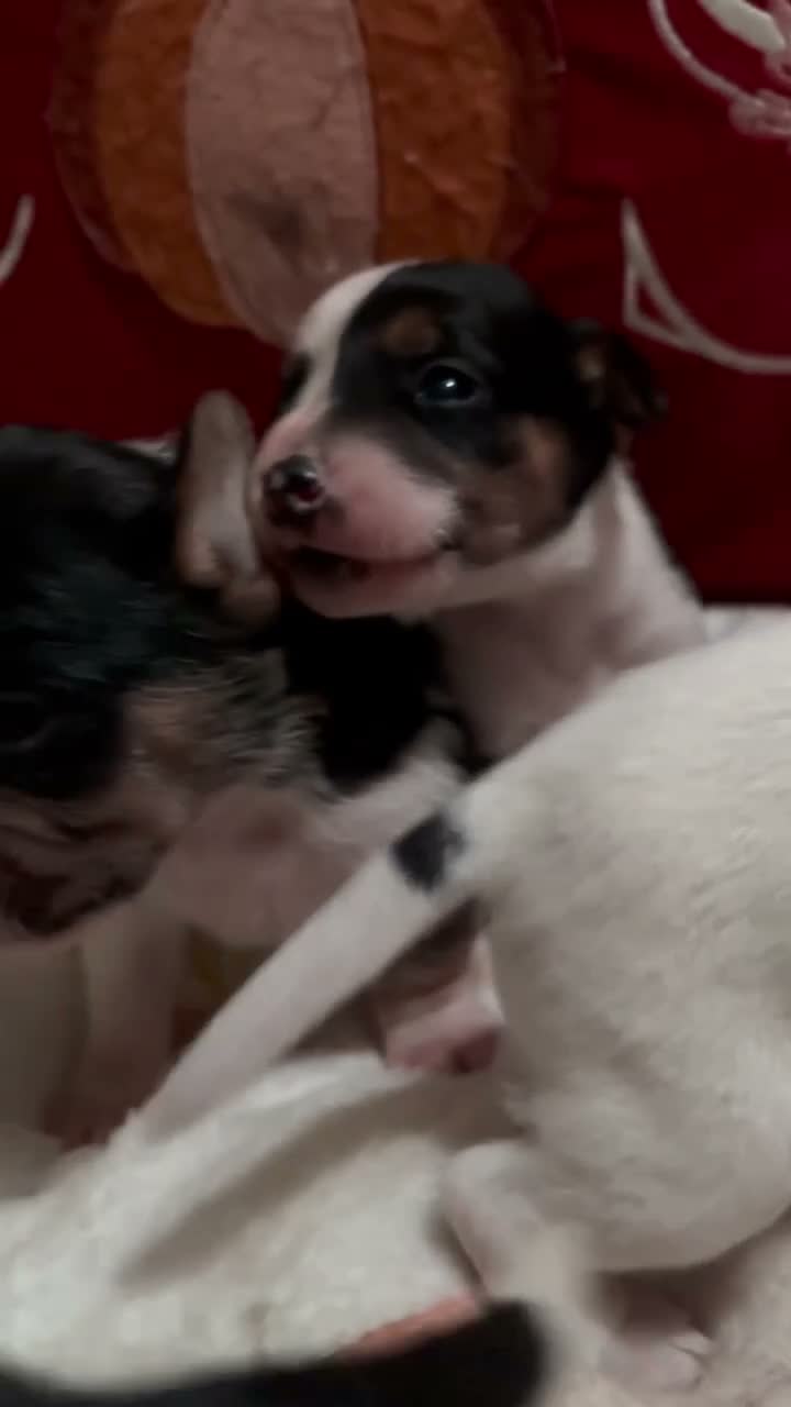Mixed Breed dogs for sale: Gorgeous little Parson x Jack Russell babies  - Video 1