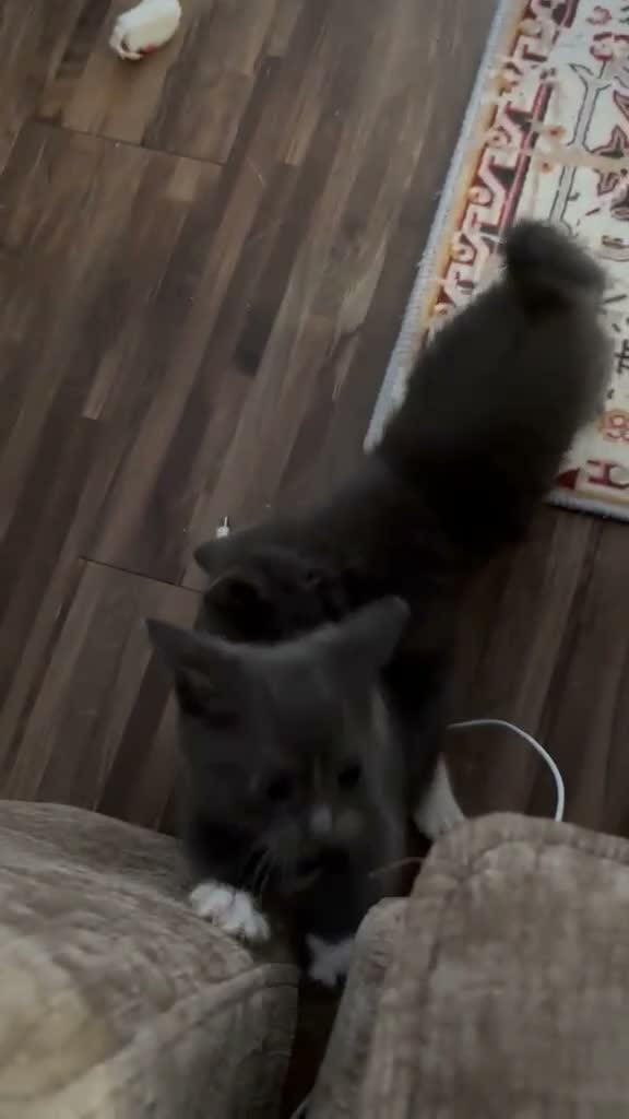 Mixed Breed cats for sale: 4 Gorgeous Kittens - Video 1