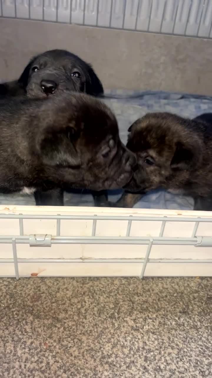 Mixed Breed dogs for sale: Lurcher x sharp pei - Video 3