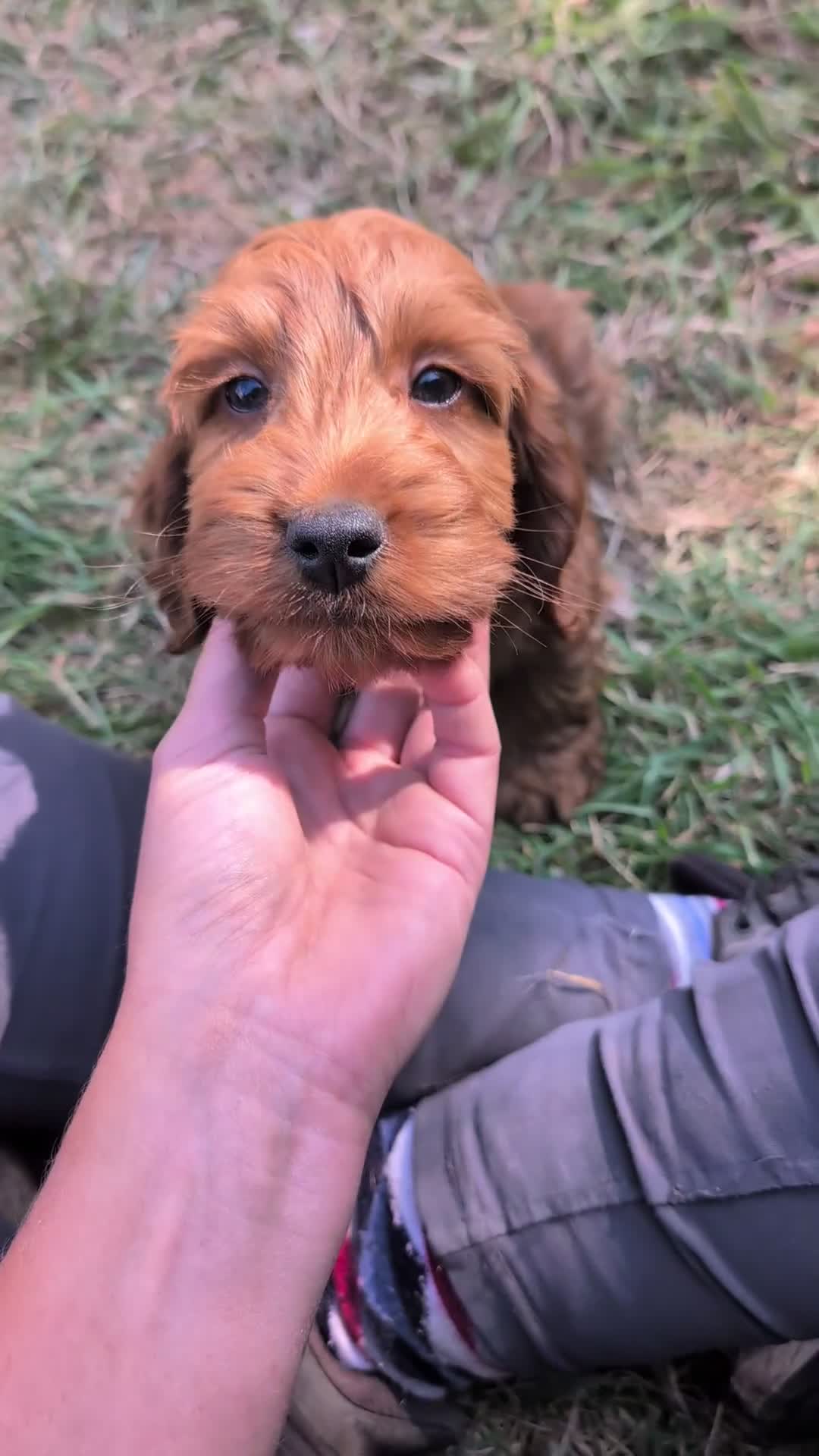 Cockapoo dogs for sale: Beautiful red pups from health tested parents - Video 2