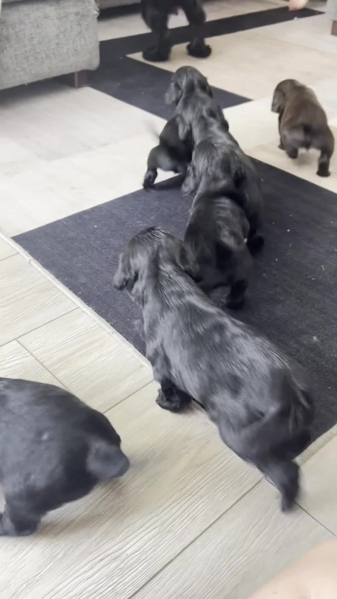 Cockapoo dogs for sale: Cockapoo 2 girls left  - Video 1