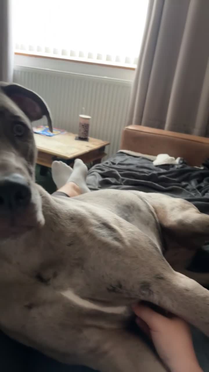 Mixed Breed dogs for sale: 10 Month Female Rhodesian Ridgeback Cross - Video 1
