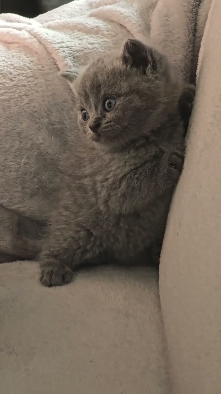British Shorthair cats for sale: British Shorthair kittens  - Video 1
