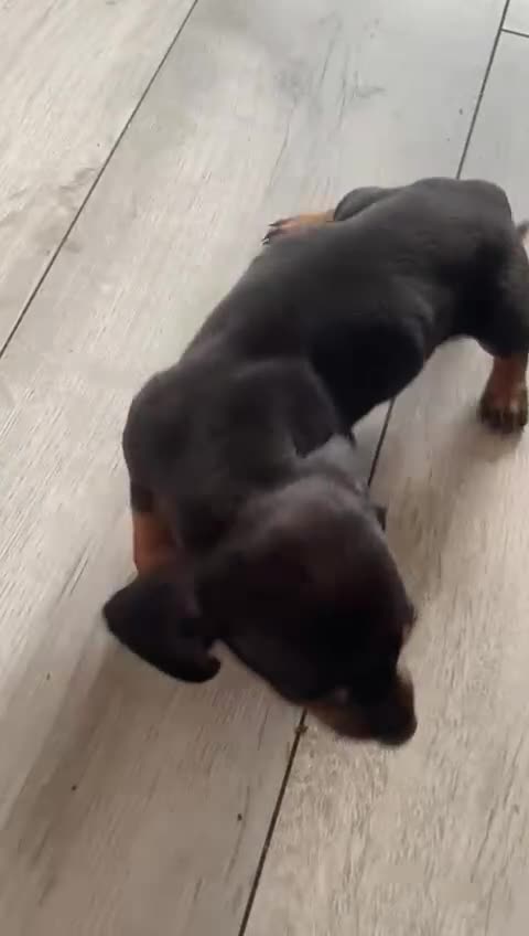 Miniature Dachshund dogs for sale: miniature dachshund  - Video 2