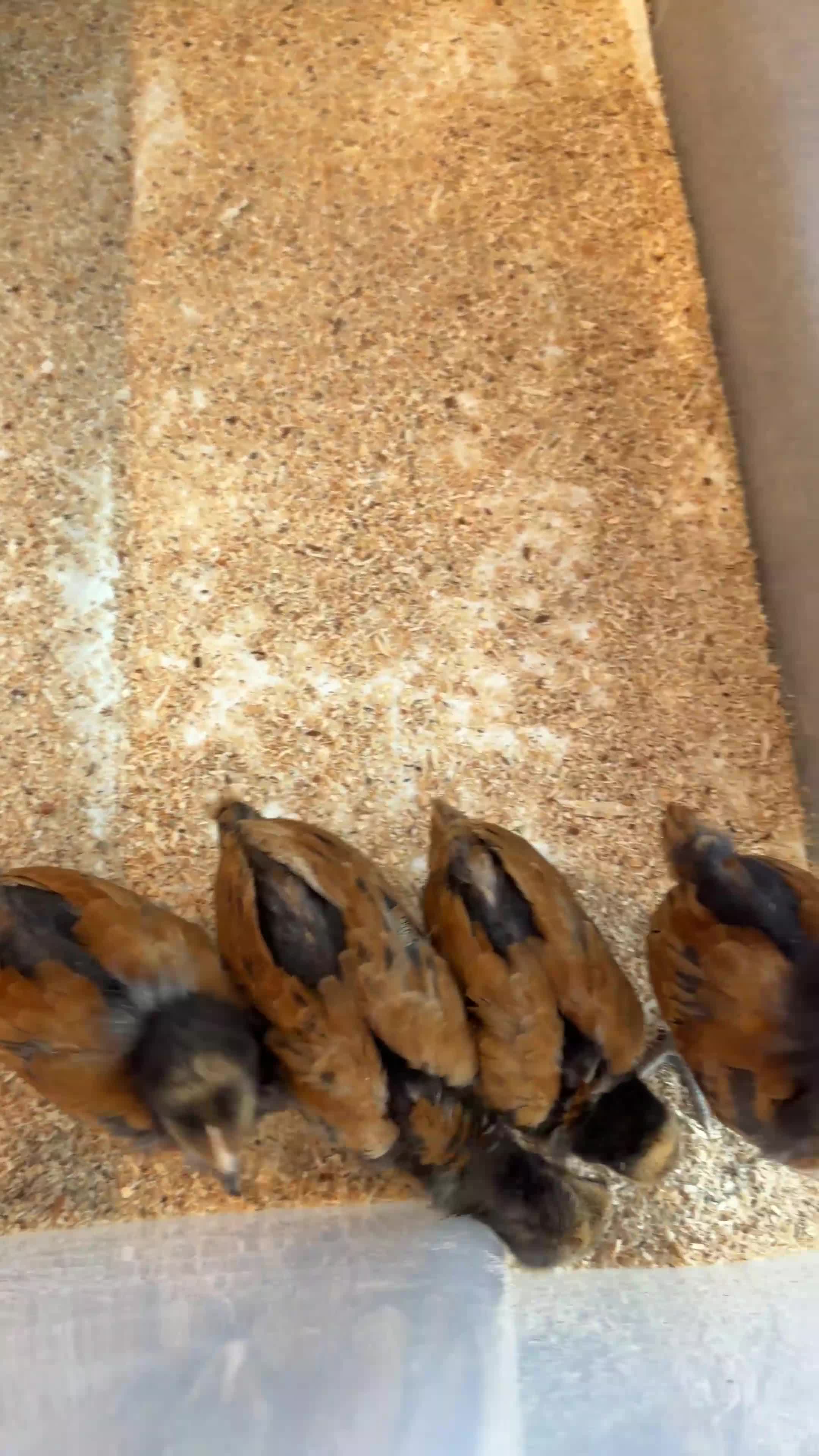 Chickens poultry for sale: Vorwerk chickens  - Video 1