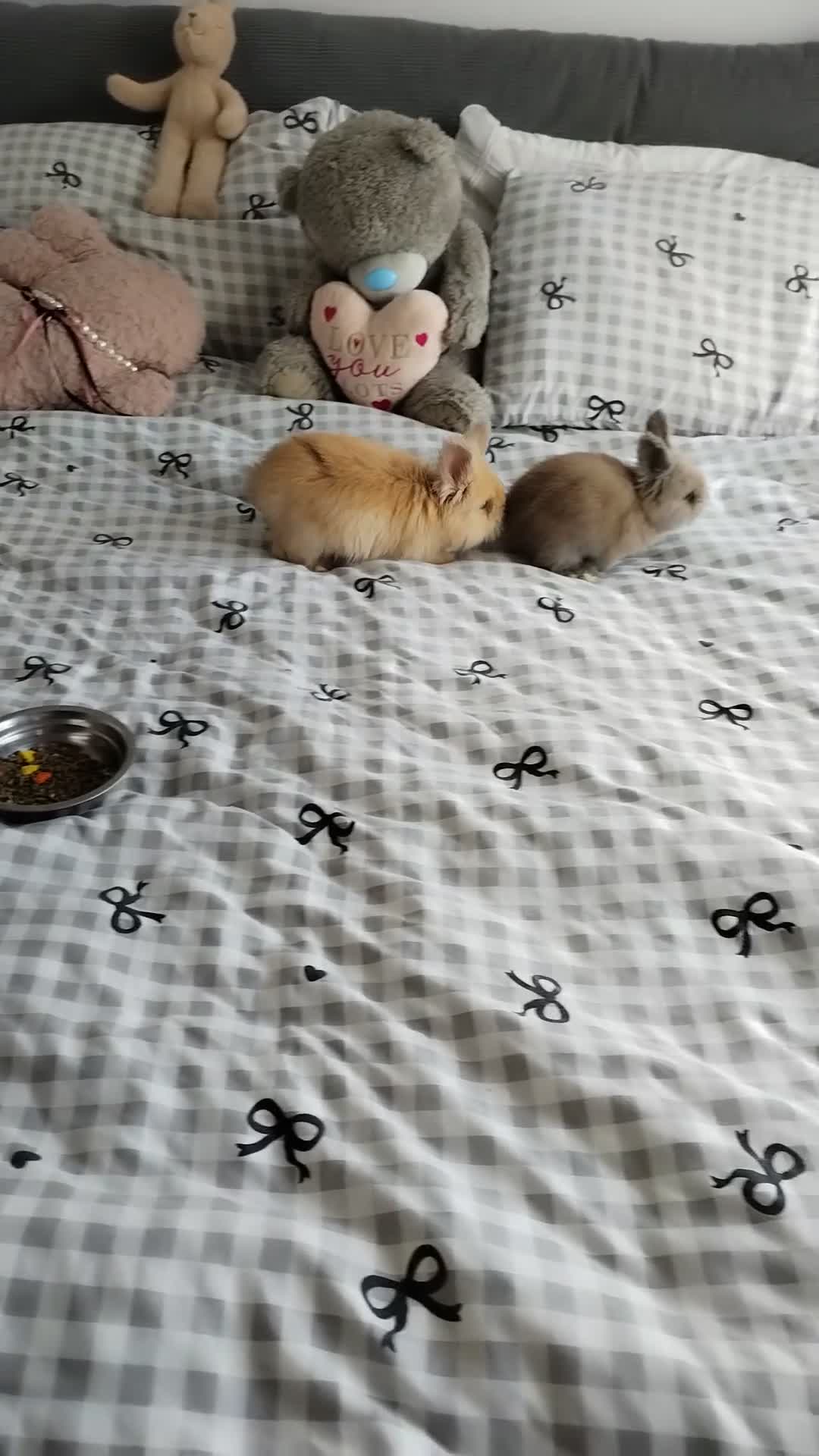 Angora rabbits for sale: English Angora Full Face - Video 1