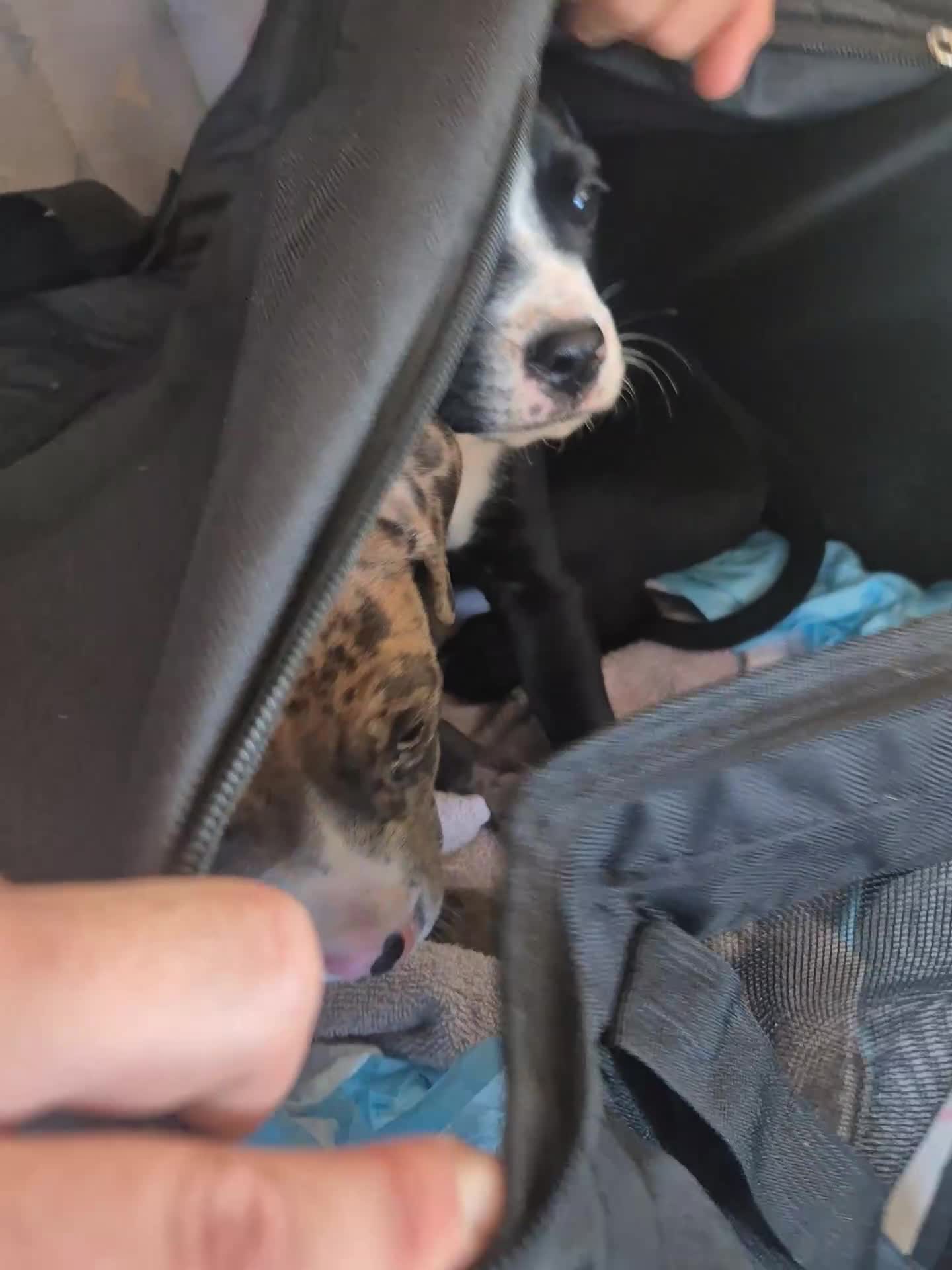 Mixed Breed dogs for sale: 1 handsome bullweiller left. Ready to leave NOW  - Video 1