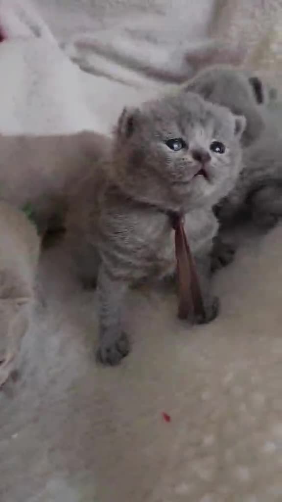 British Shorthair cats for sale: High-Quality British Shorthair Kittens GCCF🐾 - Video 3
