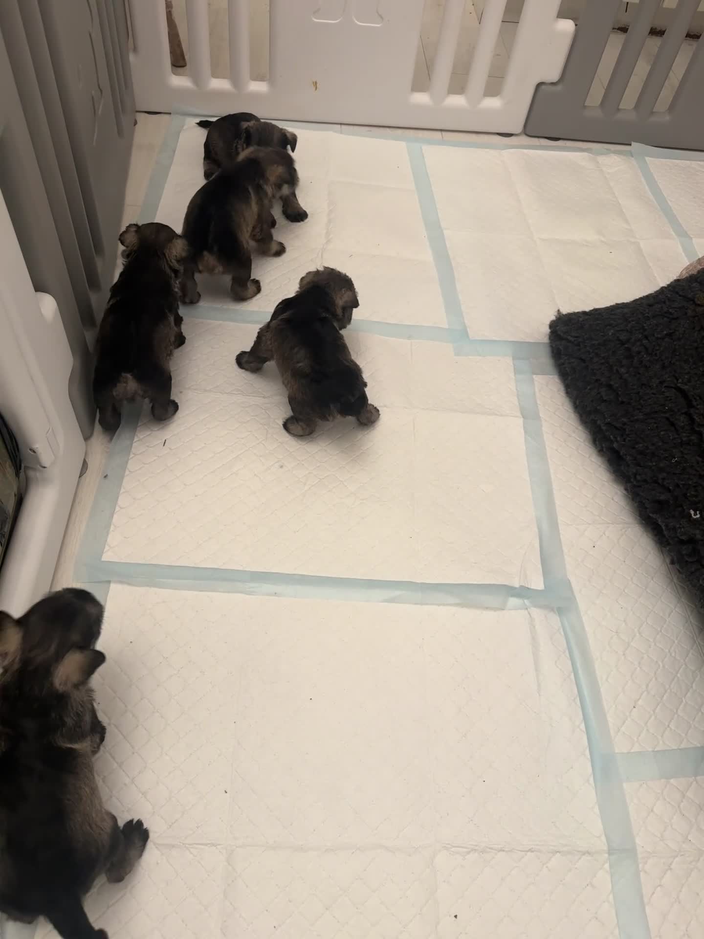 Miniature Schnauzer dogs for sale: MINIATURE SCHNAUZER PUPPIES - Video 1