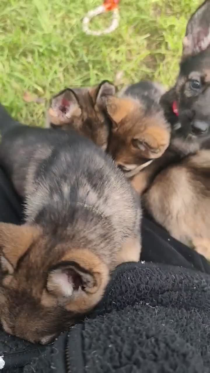 Mixed Breed dogs for sale: German Shepherd x Husky/Northern Inuit Puppies - Video 2