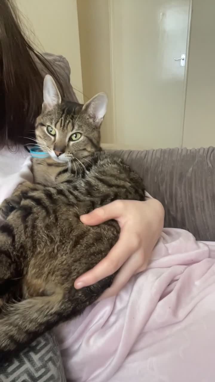 British Shorthair cats for sale: Two boys cats available  - Video 1