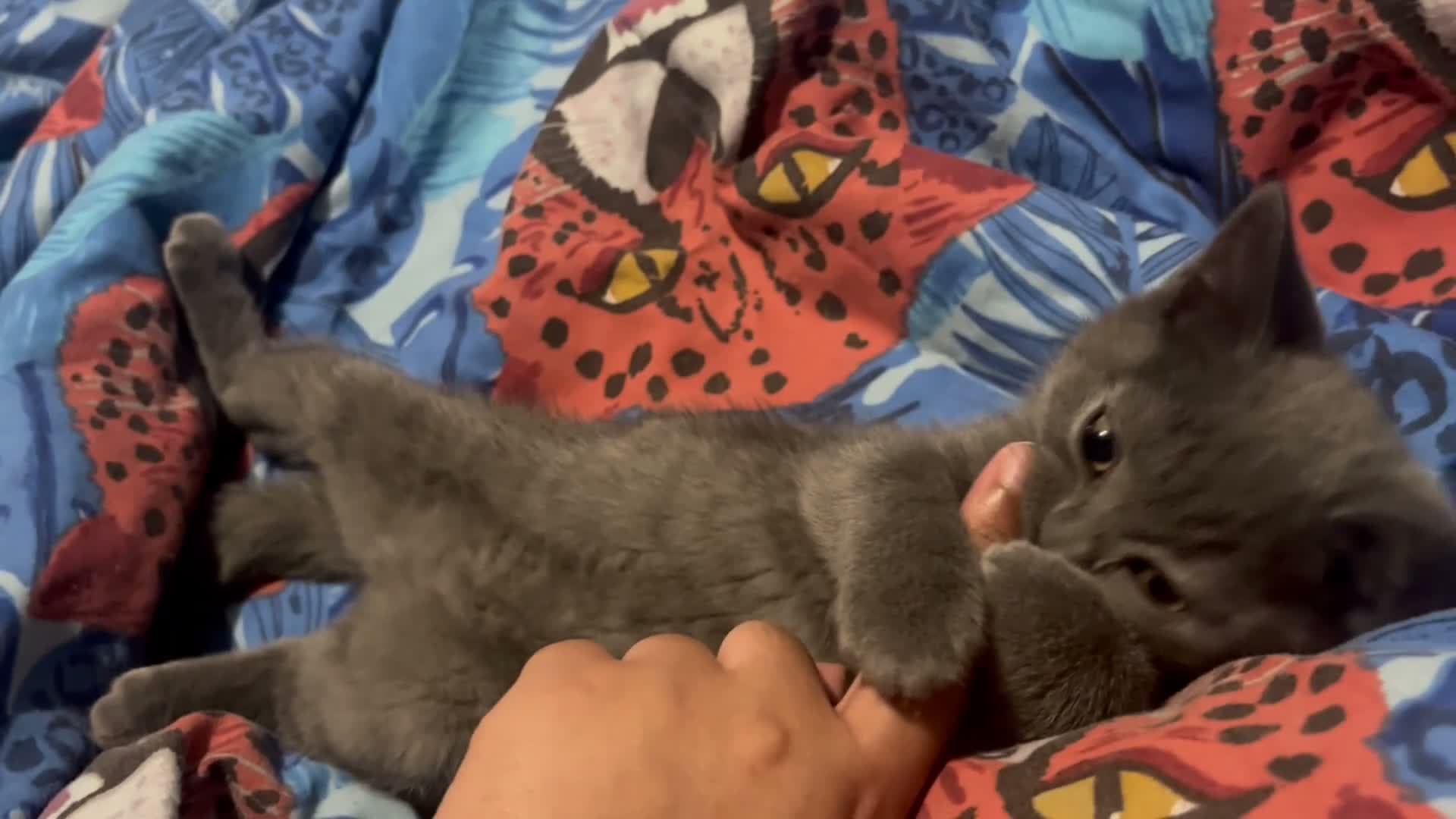 British Shorthair cats for sale: TWO BLUE GIRLS LEFT 🏆pure BSH Kittens🏆 - Video 1