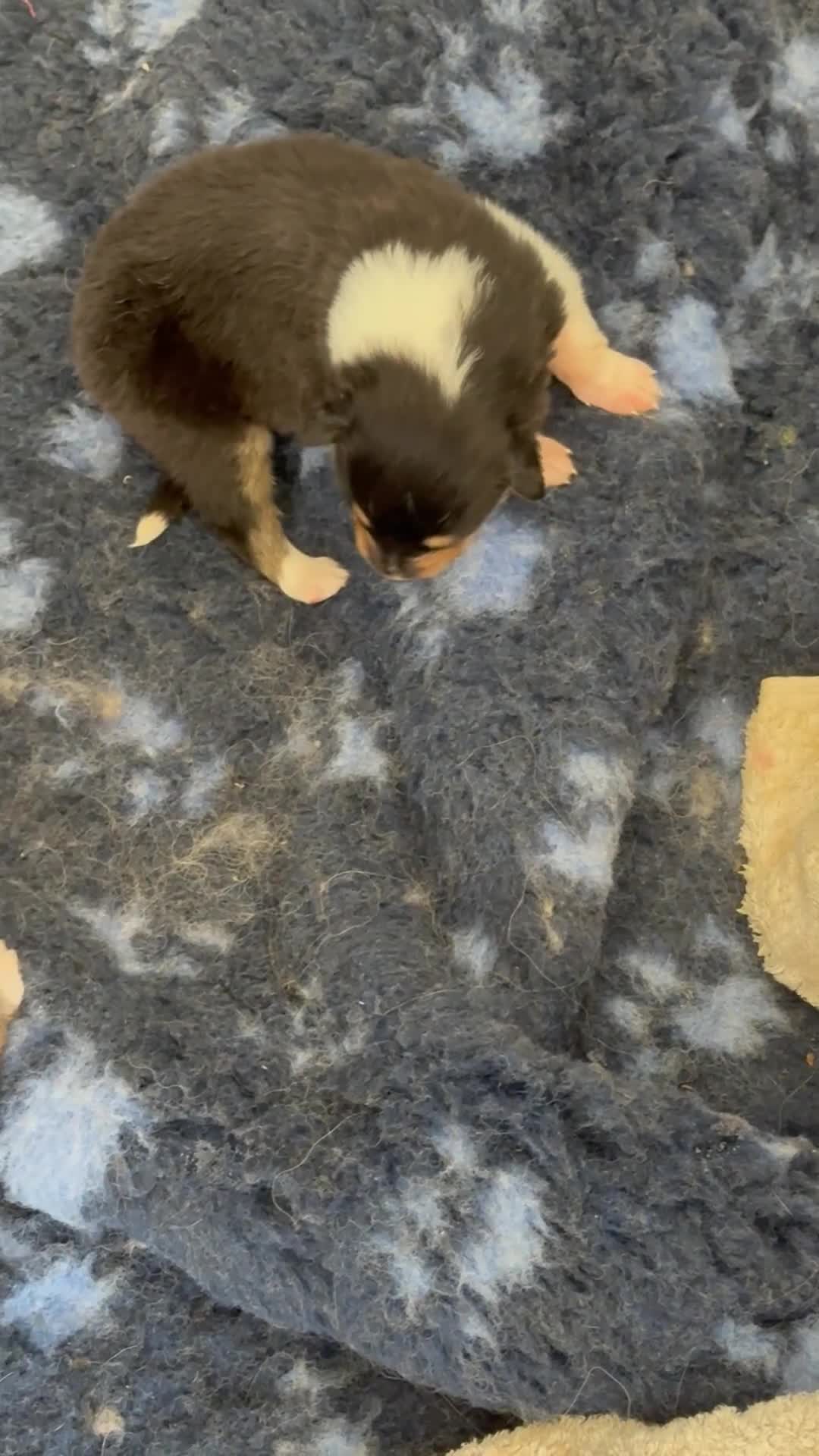 Rough Collie dogs for sale: Non Affected - Sable & White Male Rough Collie  - Video 5