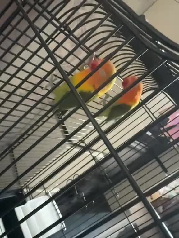 Lovebirds birds for sale: Beautiful Pair Of Love Birds  in Smethwick - Video 1