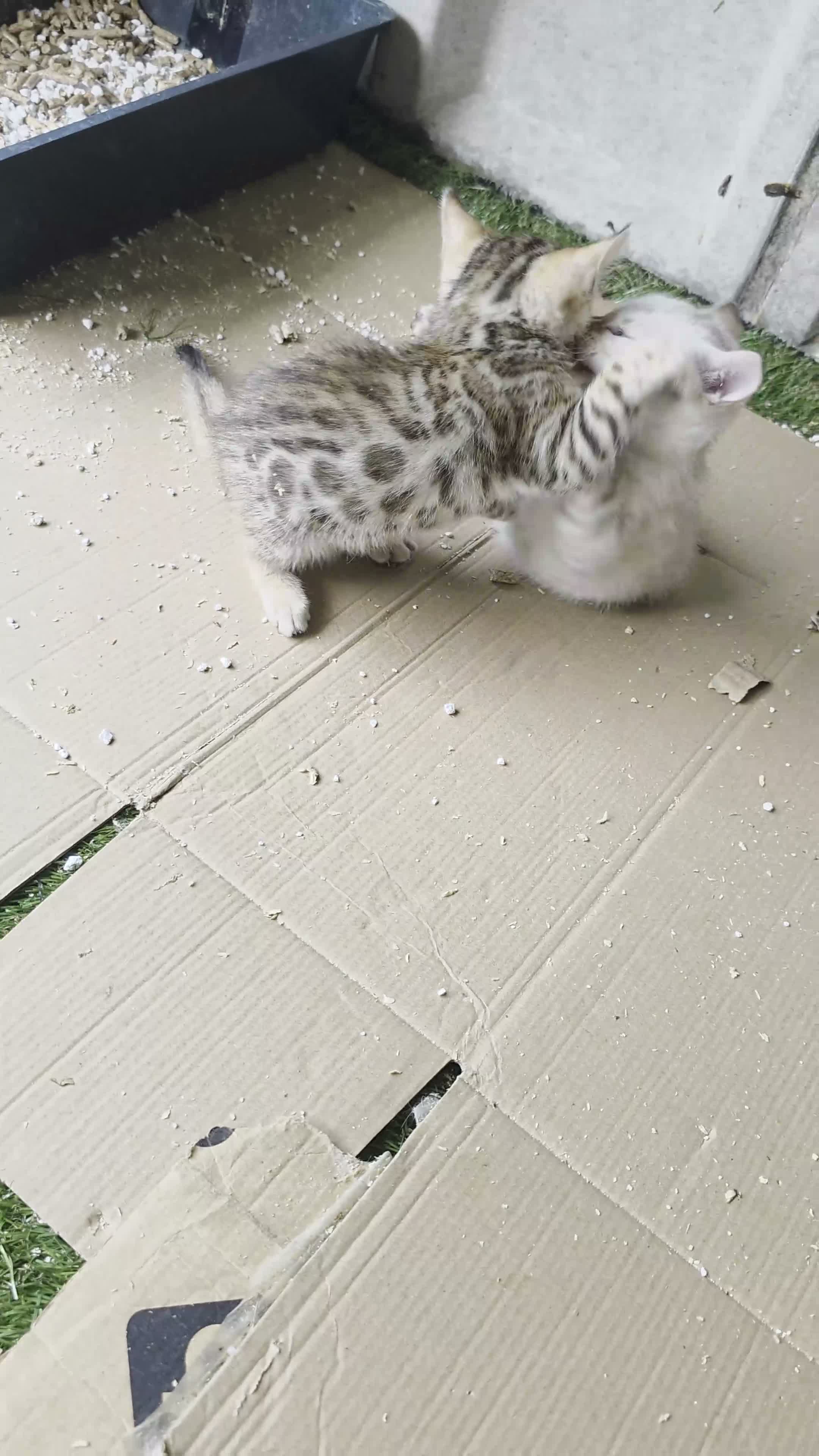 Bengal cats for sale: PURE BRED BENGAL KITTENS - Video 2