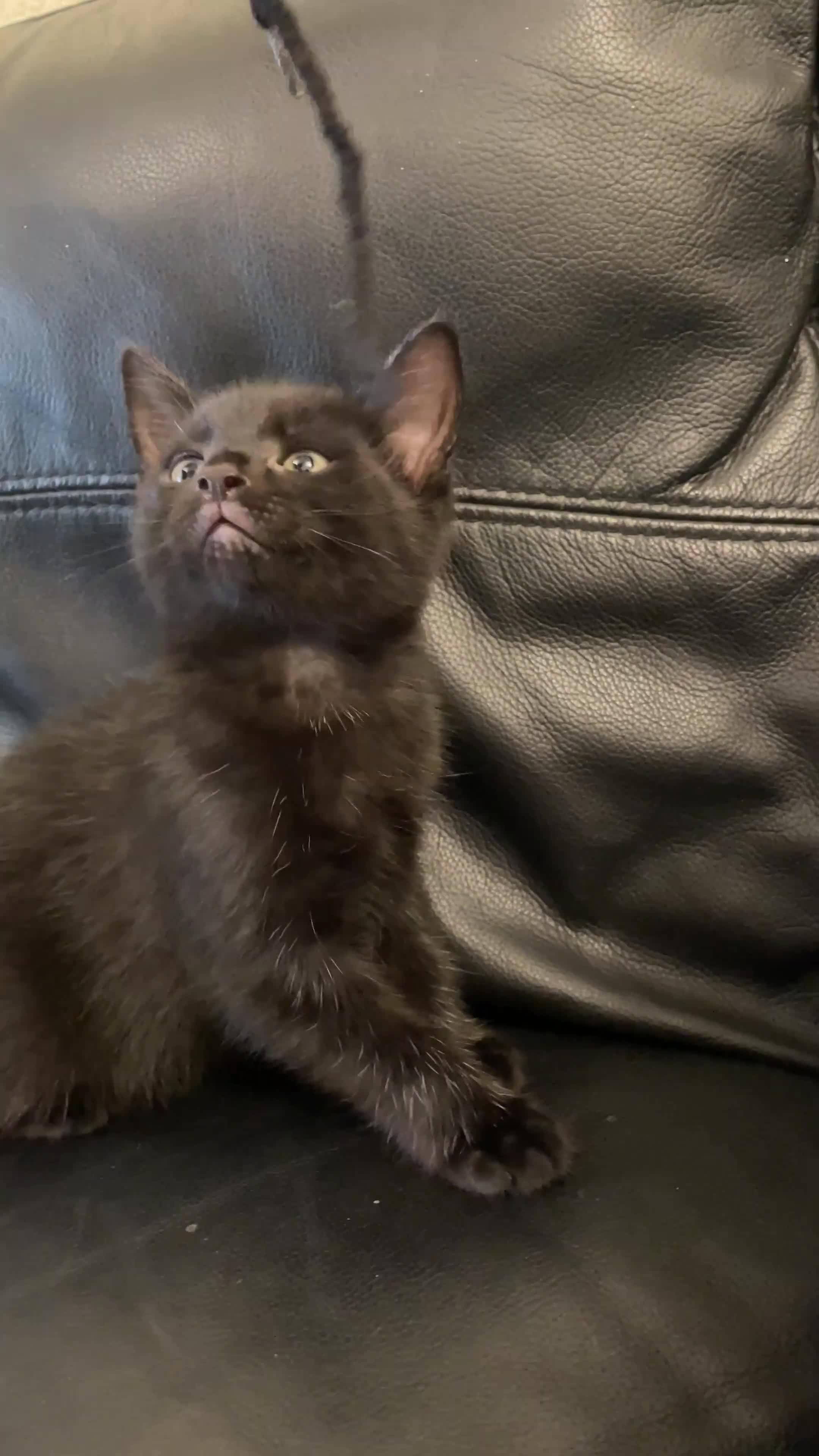 Mixed Breed cats for sale: 6 sweet kittens looking for a loving home! - Video 3