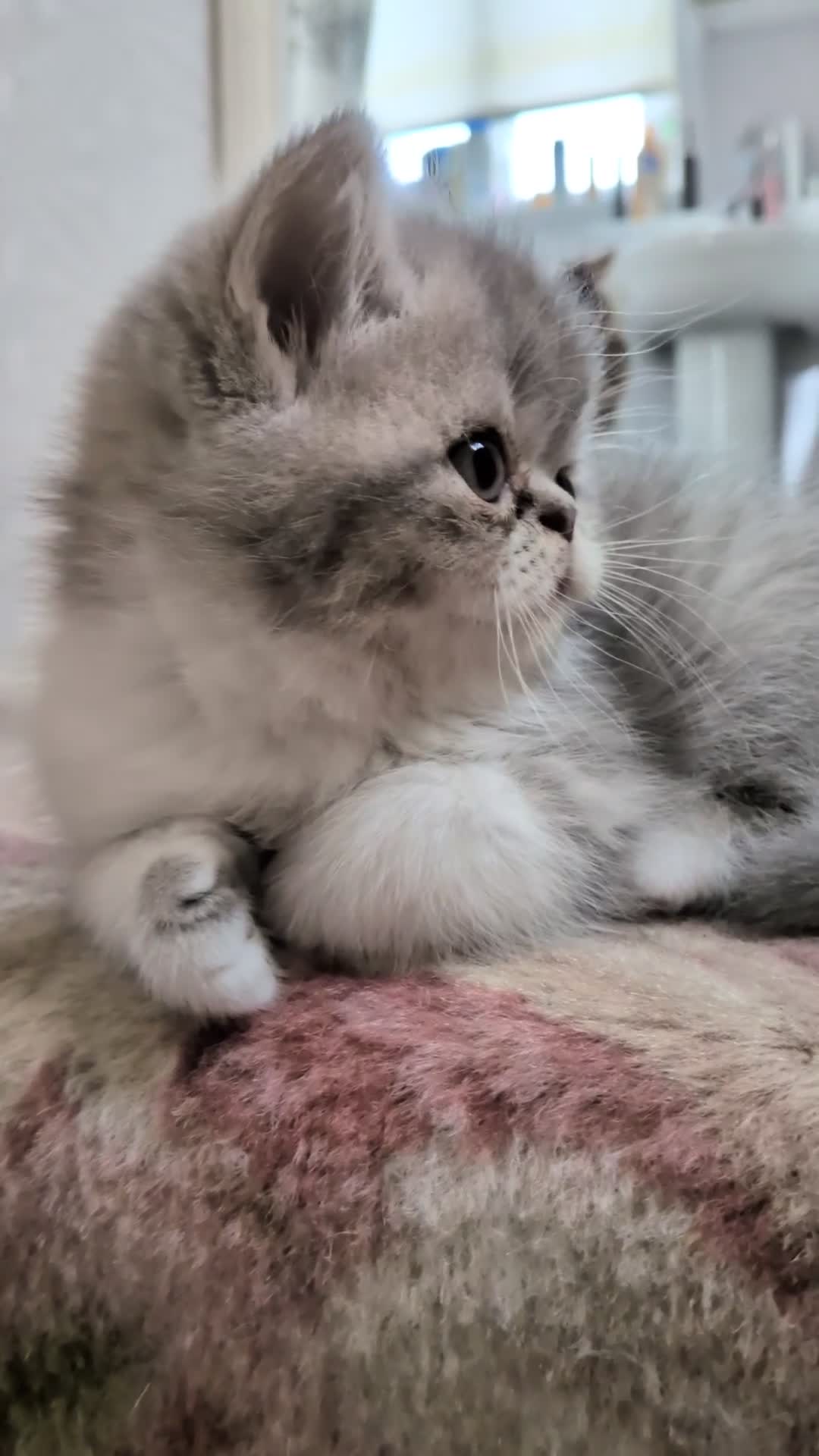 Exotic cats for sale: Beautiful exotic kittens - ready now  - Video 3