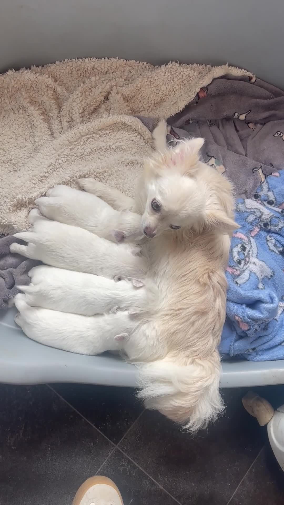 Chihuahua dogs for sale: 4 white long coat pups  - Video 2