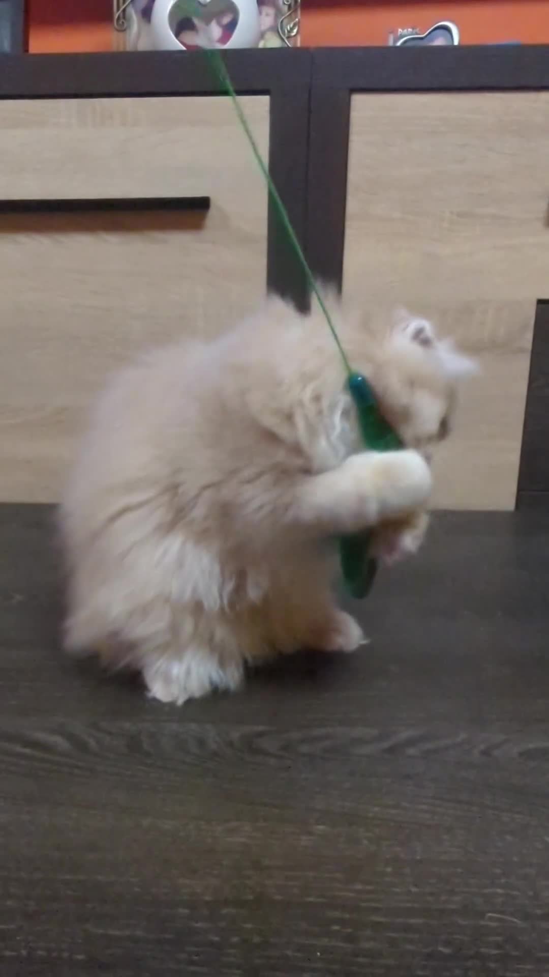 Scottish Fold cats for sale: TICA Registered Scottish kittens - Video 1