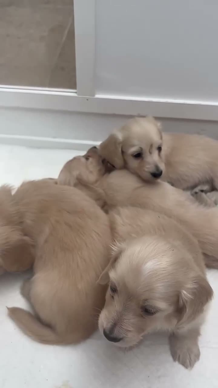 Dachshund dogs for sale: Pale cream puppy’s miniture long haired - Video 2